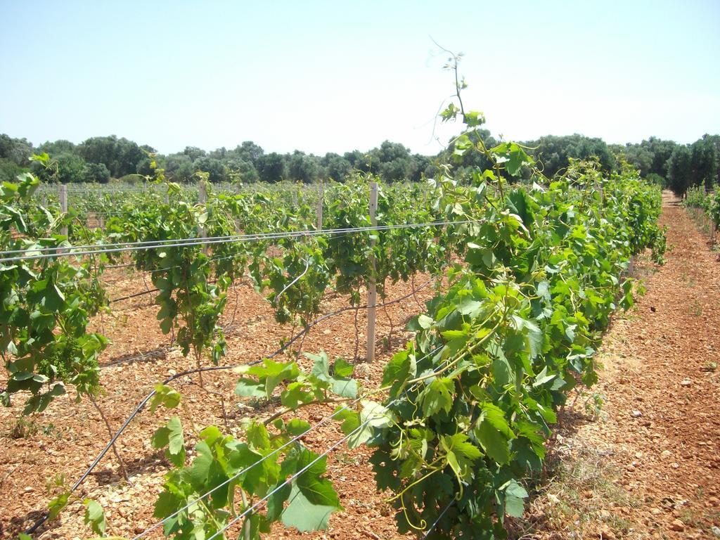 Masseria Nuova Guest House San Marzano di San Giuseppe Eksteriør bilde