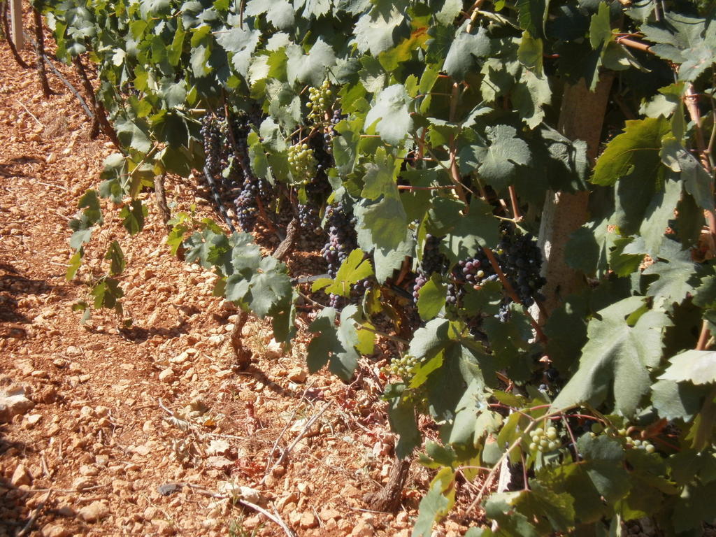 Masseria Nuova Francavilla Fontana Eksteriør bilde