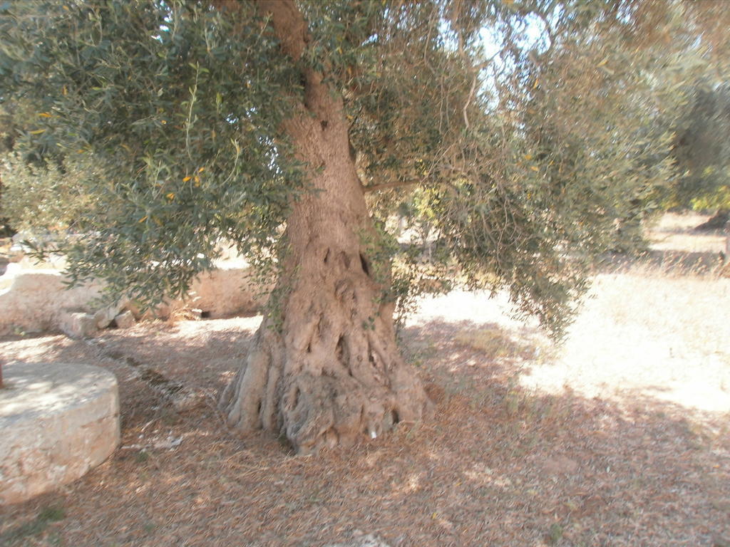Masseria Nuova Francavilla Fontana Eksteriør bilde