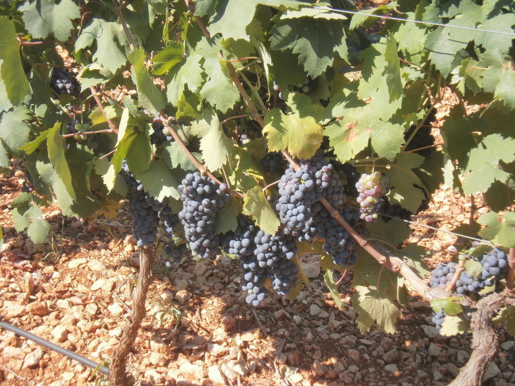 Masseria Nuova Francavilla Fontana Eksteriør bilde