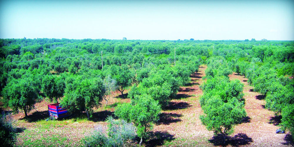 Masseria Nuova Guest House San Marzano di San Giuseppe Eksteriør bilde